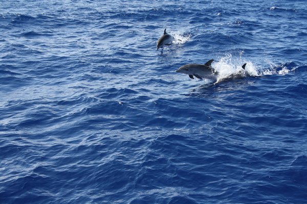 Dolphins near Porto Santo