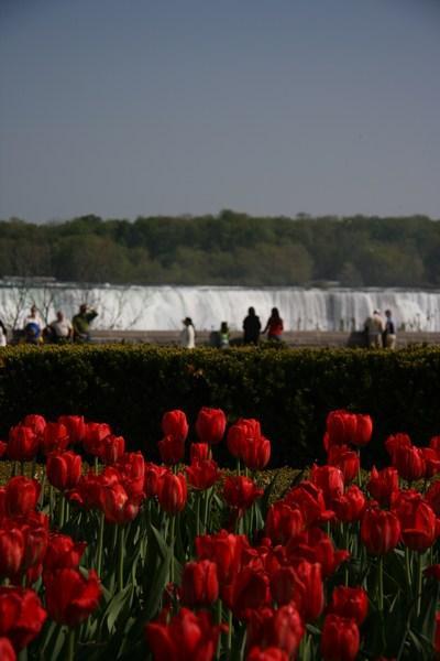 Tulips and the American Falls 