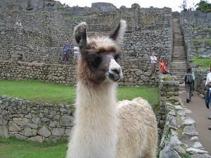 Baby Llama at Machu Picchu