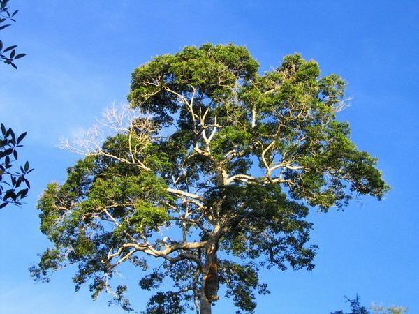 Another Amazonia Tree