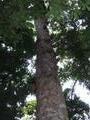 Amazonian Tree