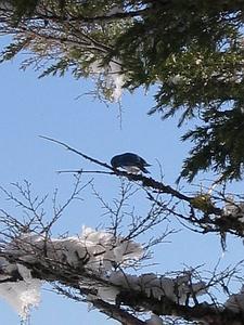 Crater Lake Bird