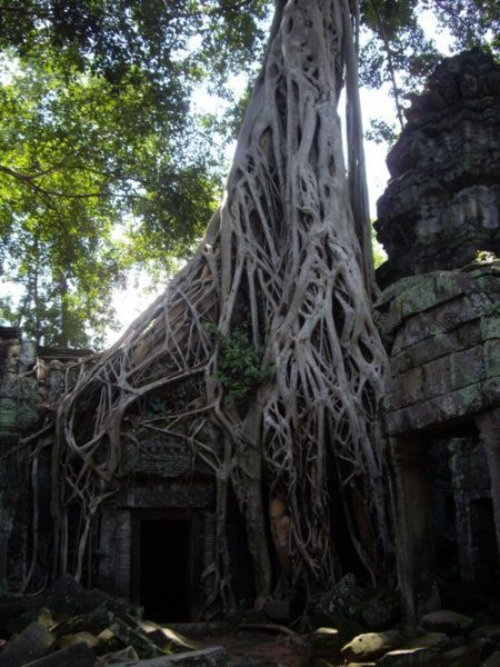 Another weird looking tree in Ta Prohm