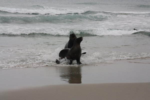 Fur Seals having fun!