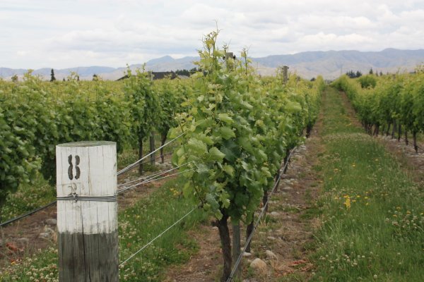 Marlborough Region Vineyard