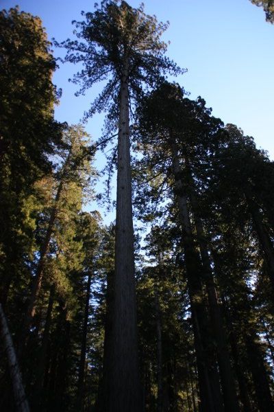 Redwoods 4