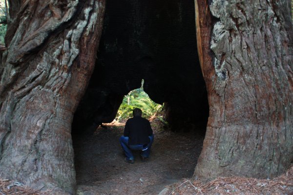 Mike in a Redwood!