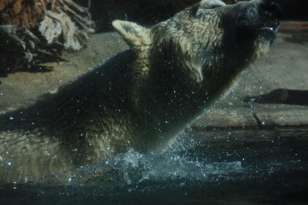 Polar Bear Shaking off Water