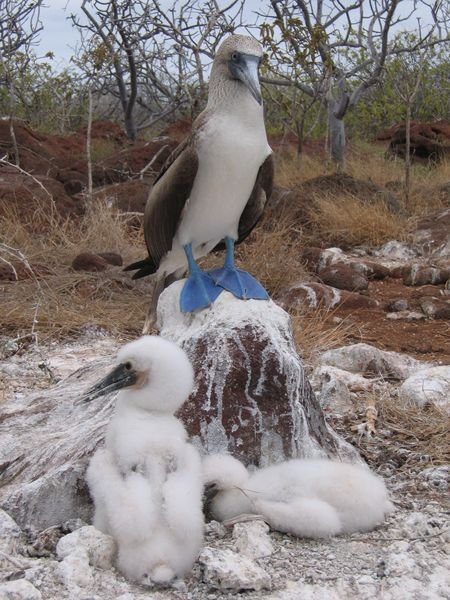 Blue - Footed - Booby