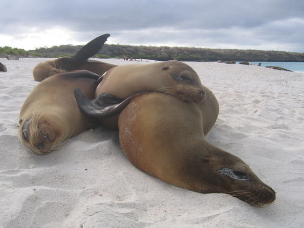 Strandleben auf Galapagos