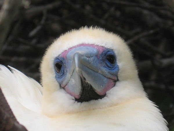 Red - Footed - Booby