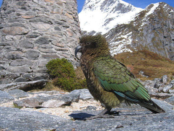 A Kea - New Zealands mountain parrot