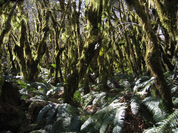typical forest on the Milford Sound Trek