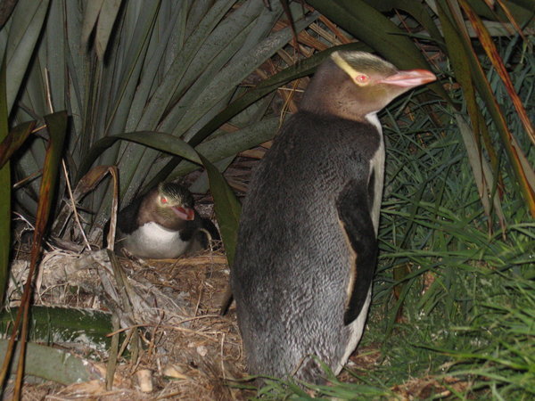 a nesting couple of Yelloweyed Pinguins