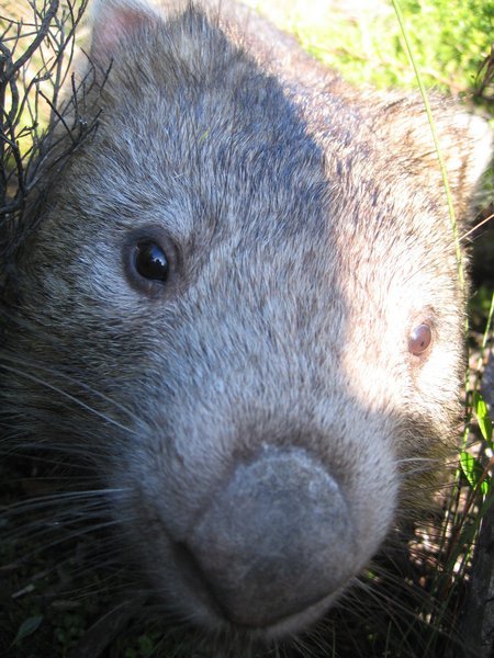 what a curios Wombat
