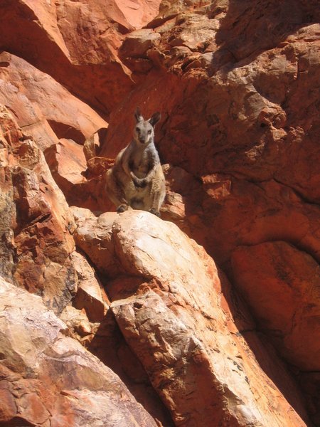 a hard spotted black-footed rock wallaby