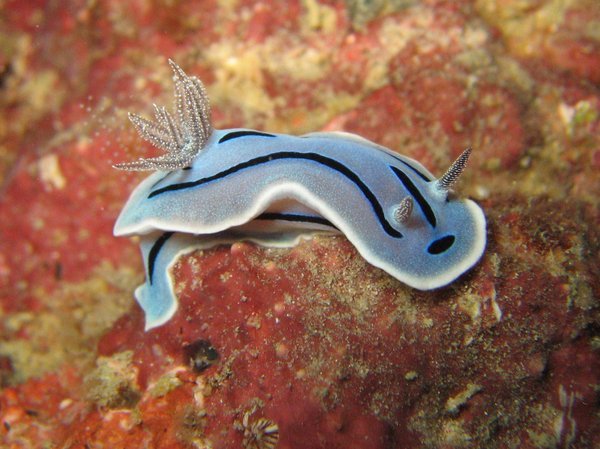 one more nudibranches ... ;-)