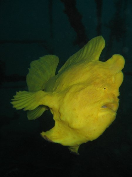 a swimming frog fish