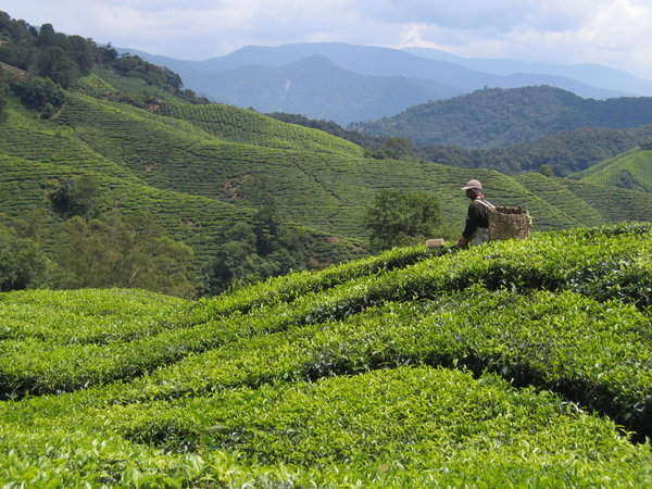 Big tea plantaions