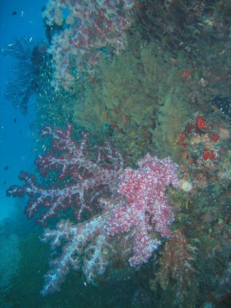 colorful corals are everywhere