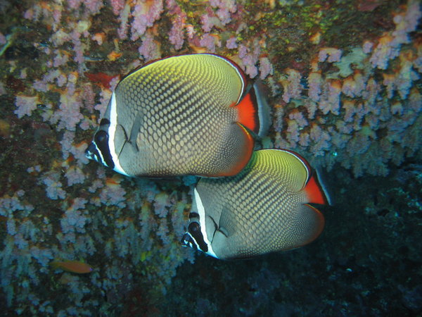 butterfly fish