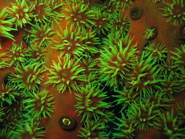 green cup coral