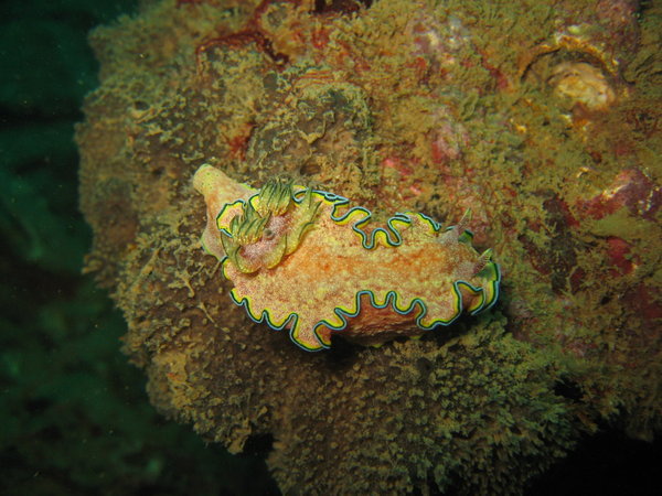 colorful nudibranche