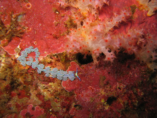a tiny tiny nudibranche