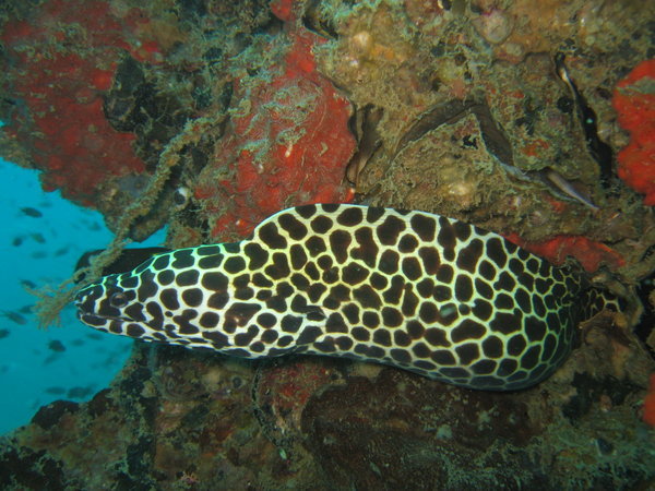 a big morea eel