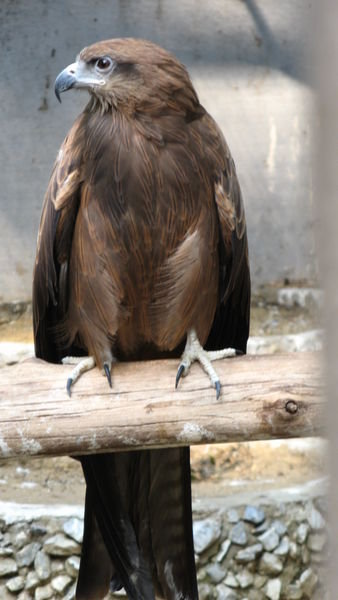 Eagle, Bangkok zoo
