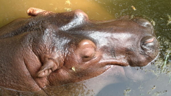 Hippo, Bangkok Zoo