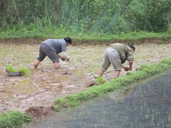 Rice Farmers Planting