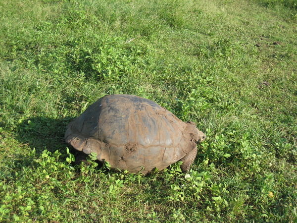 Sexy female tortoise