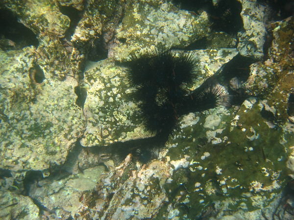 More black long-spined sea urchins