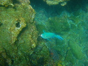Parrotfish and friend
