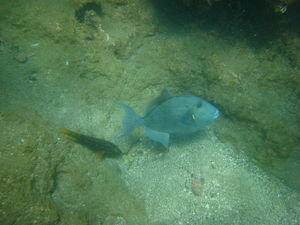 Blue-gray triggerfish