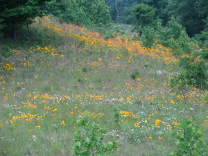 Wildflowers at Cumberland Gap Saddle