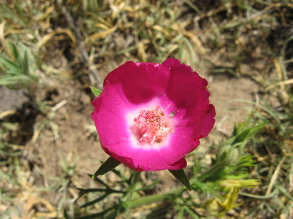 Flower at Bison Refuge