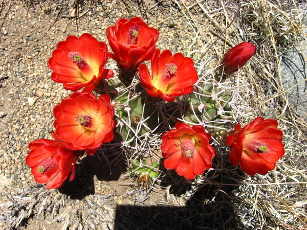 Cactus flowers near Zapata Falls