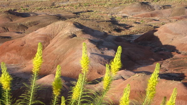 Flowers and Painted Desert