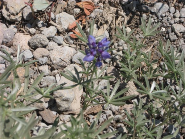 Another lupine - higher elevation species