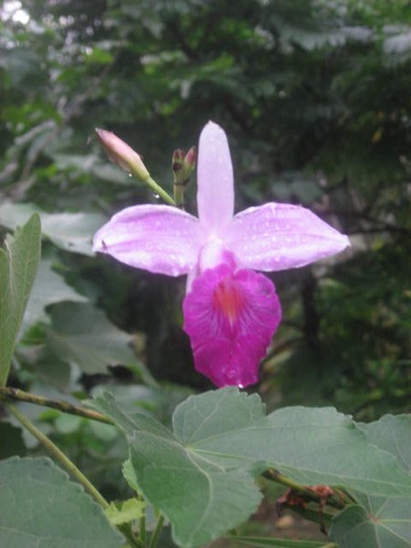 36 Orchid