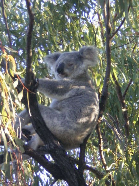 Cute koala!