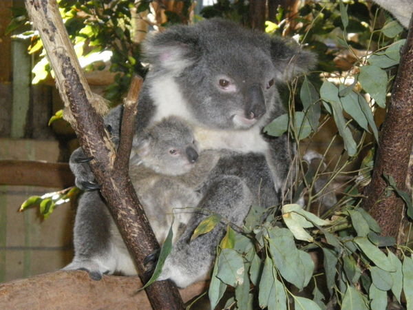 Koala and her joey!