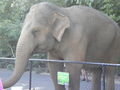 Siam the elephant