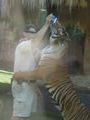Tiger drinking some milk