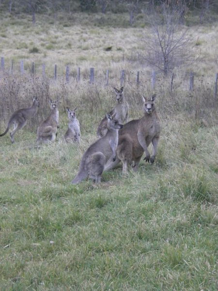 Kangaroos in the wild