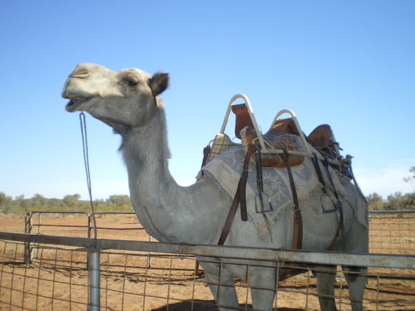 A camel!