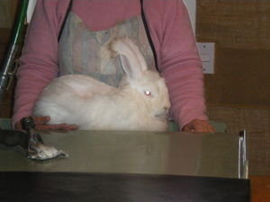 The rabbit before