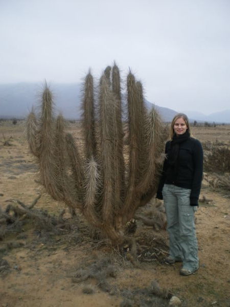 Large cactus!